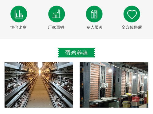 京山德風牧業科技 專業雛雞養殖與全方位技術咨詢